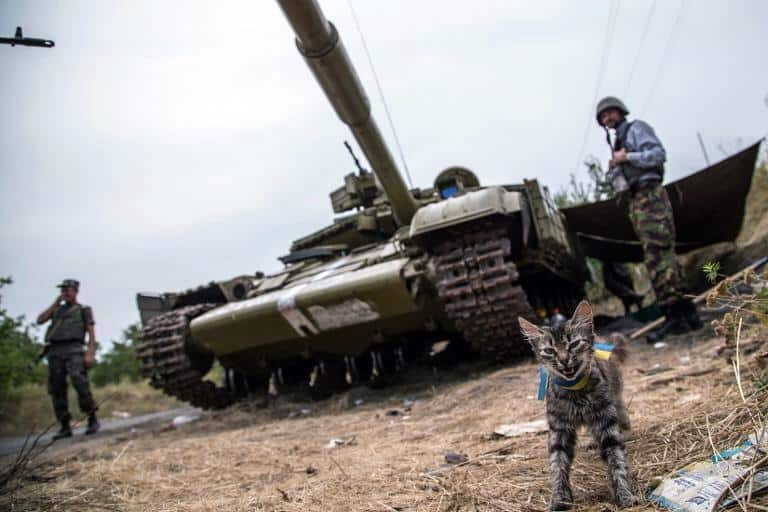 Cat from National Guard of Ukraine