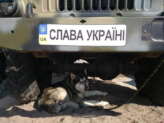 ukraine guard dogs ir uaposition