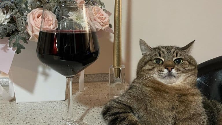 Instagram star cat Stepan raised $ 10,000 to help animals in Ukraine