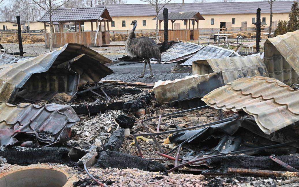 Russian invaders torture and kill animals: photos and video 18+