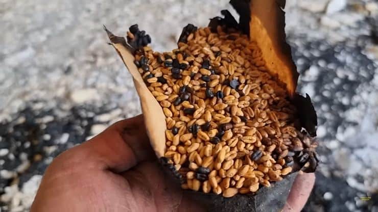 The occupiers destroyed the unique Plant Gene Bank in Ukraine