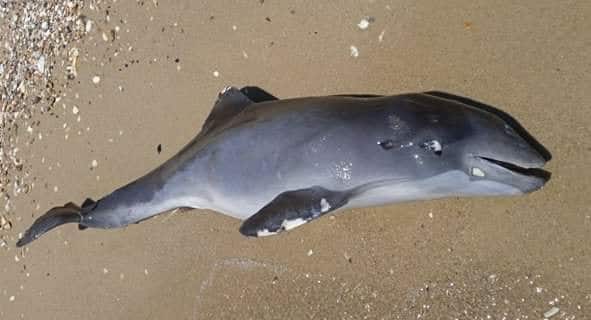 About 50,000 dolphins died in the Black Sea because of the Russia’s war