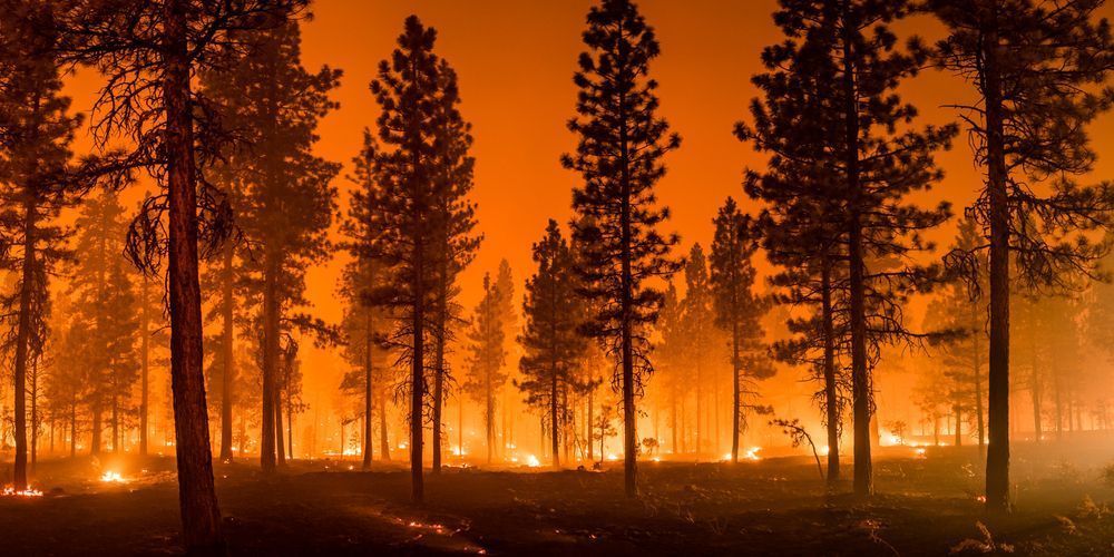 Almost 60,000 hectares of forests were burned by Russian rockets and shells in Ukraine