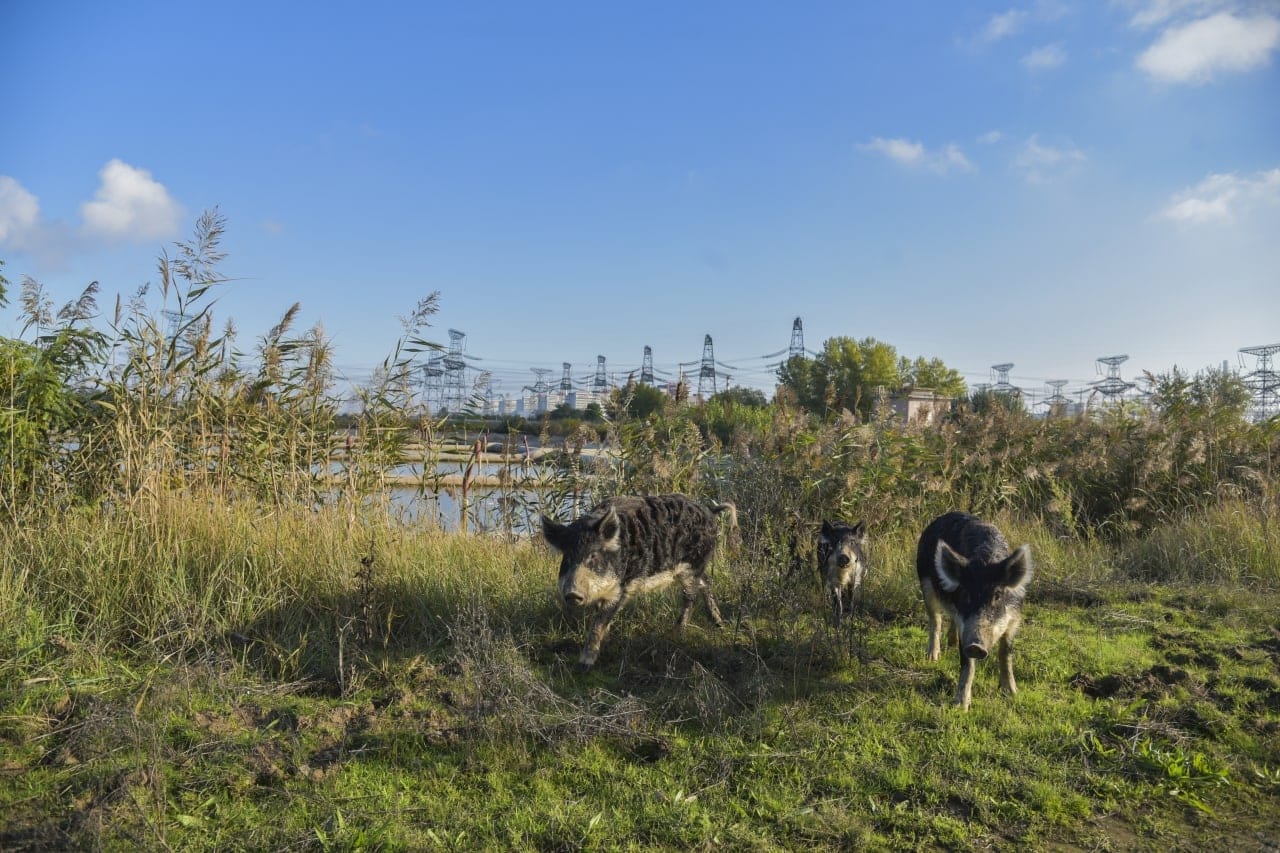 Russian troops are killing wild animals by their actions near Ukraine’s nuclear plant